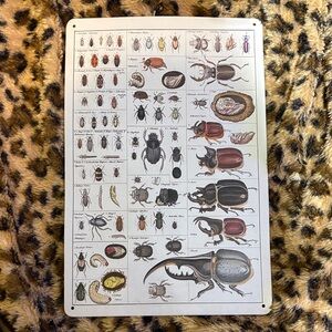 Vintage Beetle Illustration Wall Art - White Background